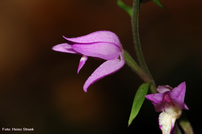 Rotes Waldvoeglein
